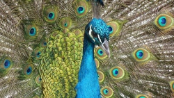 Burung Merak
